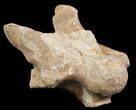 Mosasaur (Platecarpus) Dorsal Vertebra - Kansas #48770-3